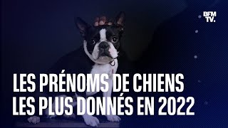 Quels sont les prénoms de chiens les plus donnés en 2022 [upl. by Sheffy496]