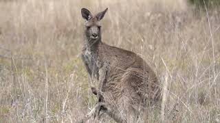 Eastern Grey Kangaroos at Lake Broadwater [upl. by Gifford]