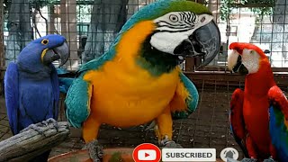 macaw parrot talking  macaw parrot sound [upl. by Aisanahta]