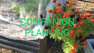 WHAT IS COMPANION PLANTING [upl. by Einnep]