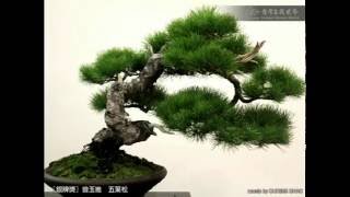 Juniper Bonsai Exhibition [upl. by Harahs]