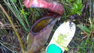 Nepenthes rajah of Mount Kinabalu Part 2 Jackz Lee [upl. by How]