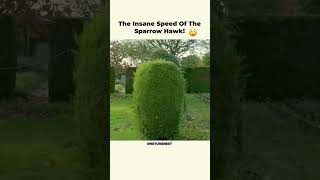 INSANE Speed Sparrow Hawk HUNTS and CATCHES a Garden Bird 🦅⚡ shorts [upl. by Tiersten]