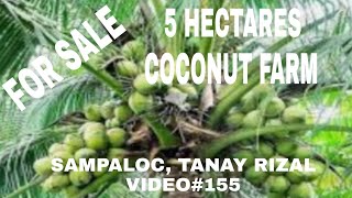 VIDEO155 5 HECTARES COCONUT FARM  SAMPALOC TANAY RIZAL [upl. by Psyche438]