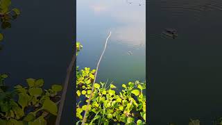 The best way to hook fishing in pond Part838 shorts fishing [upl. by Yreva]