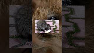 Amazing Mouse Facts How Mice Survive and Thrive shorts [upl. by Xenos826]