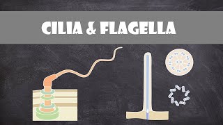 Cilia and Flagella Structure amp Function  Cell Biology [upl. by Gamages]