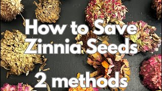 How to save zinnia seeds 2 methods [upl. by Rolat]