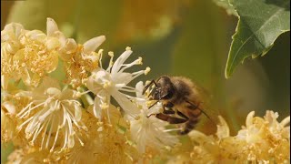 Patientenreportage zu einer allergischen Reaktion nach einem Insektenstich [upl. by Taddeusz]