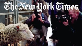 The Story of Dolly the Cloned Sheep  Retro Report  The New York Times [upl. by Hemminger]