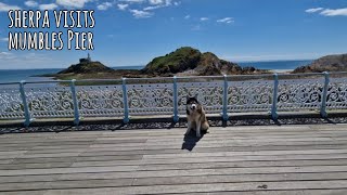 Sherpa Visits Mumbles Pier in Wales Wow [upl. by Mozza]