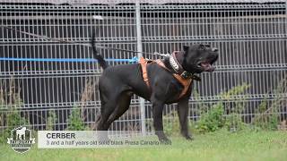 Presa canario agitation test Cerber [upl. by Aytak]