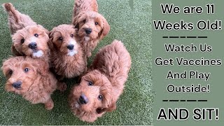 5 Available Older Goldendoodle Puppies  KatieXFinn Litter [upl. by Arodoet320]