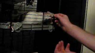 Pet Rats hand fed crunchy nut cornflakes [upl. by Tai692]