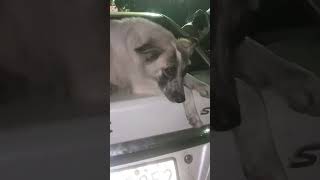 Street dog helpline Ranjeet Nagar Delhi 🐕🐄🇮🇳 [upl. by Aylad]