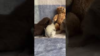 Newborn kittens meowing loudly [upl. by Burck]