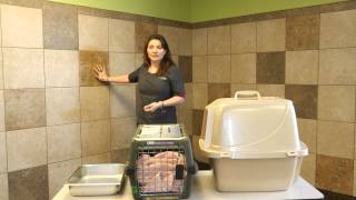 How to Stop Cats From Lying in the Litter Box  Here Kitty Kitty [upl. by Ehcadroj]