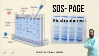 SDS PAGE electrophoresis protein sepration technique explained protein detection [upl. by Nairbal]