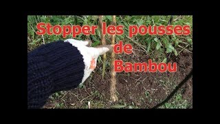 Limiter stopper la prolifération des pousses de bambou envahissant sans barrière anti rhizome [upl. by Pardner746]