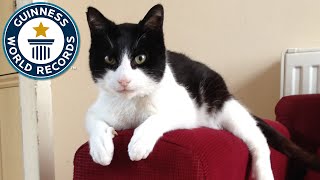 Loudest Purring Cat  Guinness World Records [upl. by Wystand]