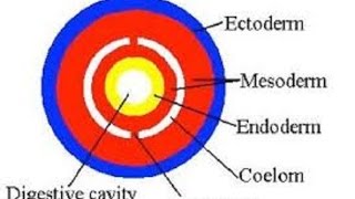 Germ Layers and Coelom [upl. by Anaoy]