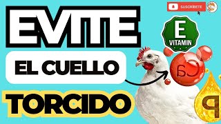 😎 COMO CURAR a un POLLO con el CUELLO TORCIDO 🎉 [upl. by Moht]