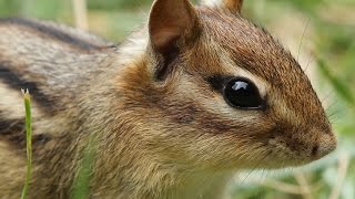 Petting petting chipmunks petting petting chipmunks [upl. by Aeriell]