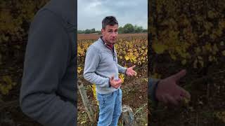 Vincent Dureuil on Rully 1er Cru Meix Cadot [upl. by Far]