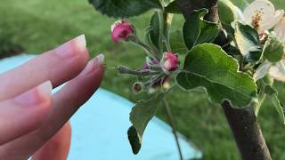 Hand Pollinating Apples [upl. by Charron]