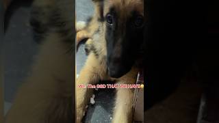 People talks vs Reality 😝 funny germanshepherdpuppy viralshorts shortvideo doglover ytshorts [upl. by Daniel]