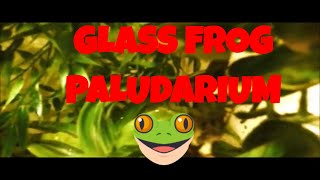 How to Setup a Glass Frog Paludarium [upl. by Oirretna876]