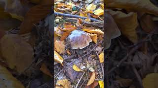 Borowik Prawdziwy Boletus edulis Boletus mushroom short [upl. by Anurb]