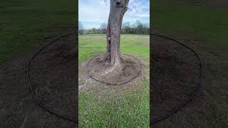 How to make a tree ring EASYlawncare howto landscape lawncarebusiness lawncaremaintenance [upl. by Elocin529]