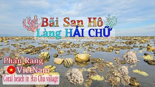 🇻🇳 Độc Đáo Bãi San Hô Làng Hải Chữ  Phan Rang Tháp Chàm  Coral beach in Hai Chu village VietNam [upl. by Arthur686]