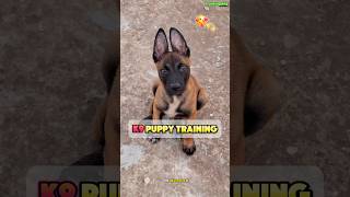 🔥Jumping Malinois K9  Dogtraining MalinoisK9 HighJump Agility K9Training K9belgianmalinois [upl. by Harvison]