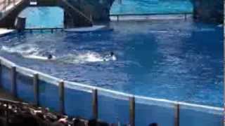 Killer whale kills trainer at Orlandos Sea World Dawn Brancheau Rip [upl. by Klute]