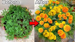 My simple secret to grow MARIGOLD flower plant at home How to grow Marigold [upl. by Thamos680]