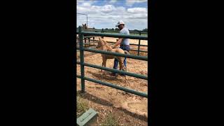 Clinton Anderson Set Your Foal Up for Success  Downunder Horsemanship [upl. by Derf]