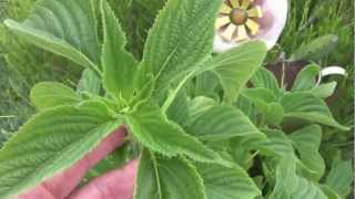 Growing Chia Plants for Seed An Update [upl. by Annekahs963]