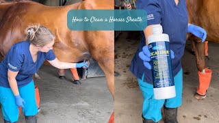 How to Clean a Horses Sheath [upl. by Takken]