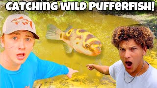 Netting Wild PUFFERFISH For My AQUARIUM with BASS FISHING PRODUCTIONS [upl. by Juetta362]