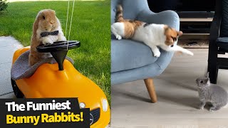 The Funniest And Cutest Bunny Rabbit Compilation  Funny Bunnies 2021 [upl. by Freddy]