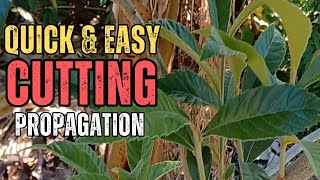 How To Propagate Loquat Trees Using Cuttings Easy Method [upl. by Llenrev]