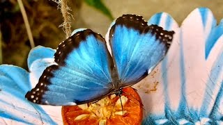 Beautiful Rainforest Butterflies [upl. by Rma]