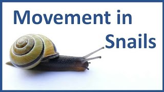 Snail Movement Close Up  How Snail Moves [upl. by Goff]