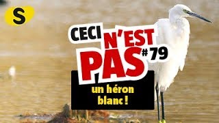 Ceci nest pas un héron blanc 79 [upl. by Nohsav]