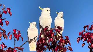 What Cockatoos really sound like  Watch to the end for the Cutest Cockatoo Sounds Ever [upl. by Nielsen14]