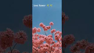 I love flower [upl. by Ik]