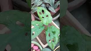 7 shade loving indoor plantshouseplants indoorplants garden [upl. by Amary]