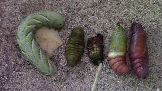 Metamorphosis amp the Tobacco Hornworm Manduca sexta [upl. by Birdella]